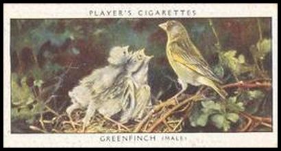 16 Greenfinch